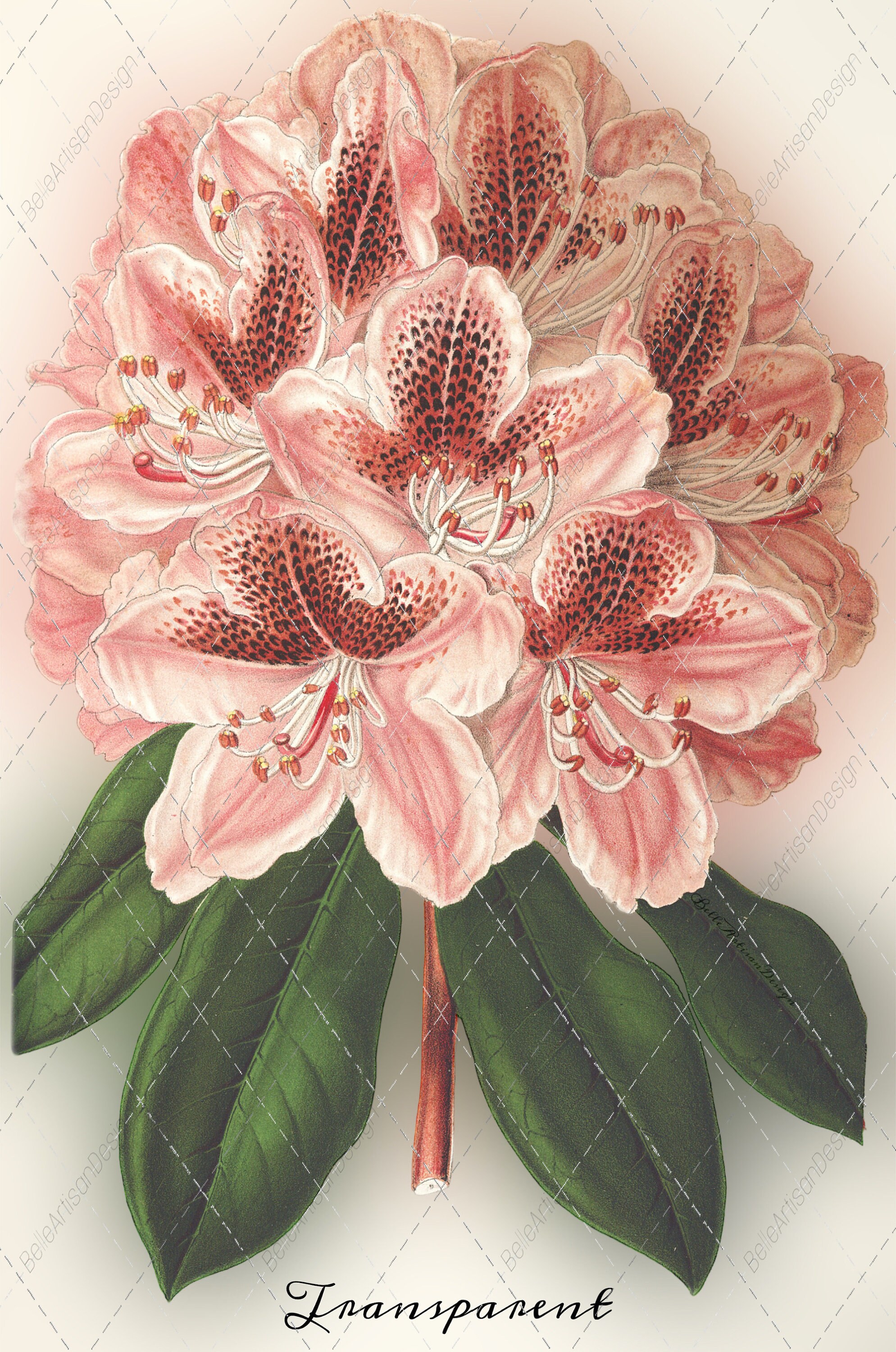 rhododendron rose duft Jetzt Rhododendron INKARHO ® rosa Dufthecke online kaufen bei Bohlken  Pflanzenversand – Bohlken Pflanzenversand GbR main image 0