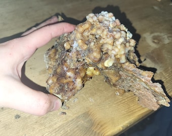 Ponderosa Pine Pitch