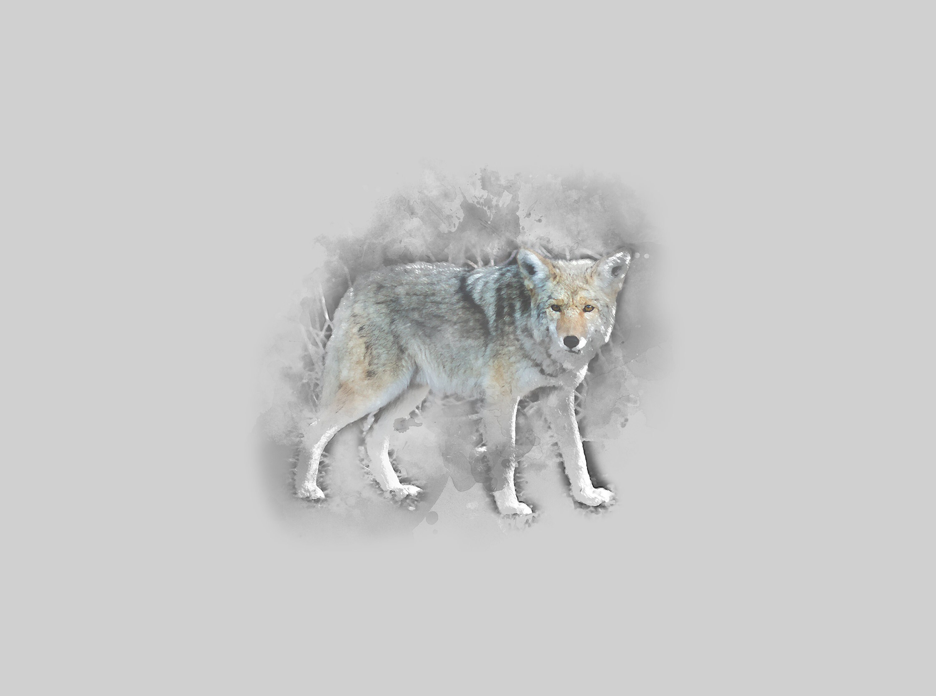 Tableau de Coyote, Peinture Aquarelle, Art Moderne Abstrait, sur Toile Murale, Bois, Animal, Origina