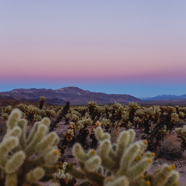 Joshua Tree Cactus Garden Sunset, Désert de Californie du Sud, Impression encadrée, Photographie originale