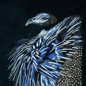 Disegno di faraona Vulturine, stampa d'arte della fauna selvatica, sorprendente uccello africano, pastello su carta nera