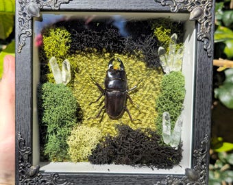 Staggin Around: Real Giant Stag Beetle Taxidermy Gothic Ornate Display