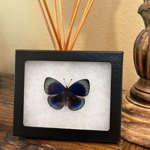Puede incluir: Un espécimen de mariposa enmarcado con alas azules y negras, exhibido sobre una superficie de madera.