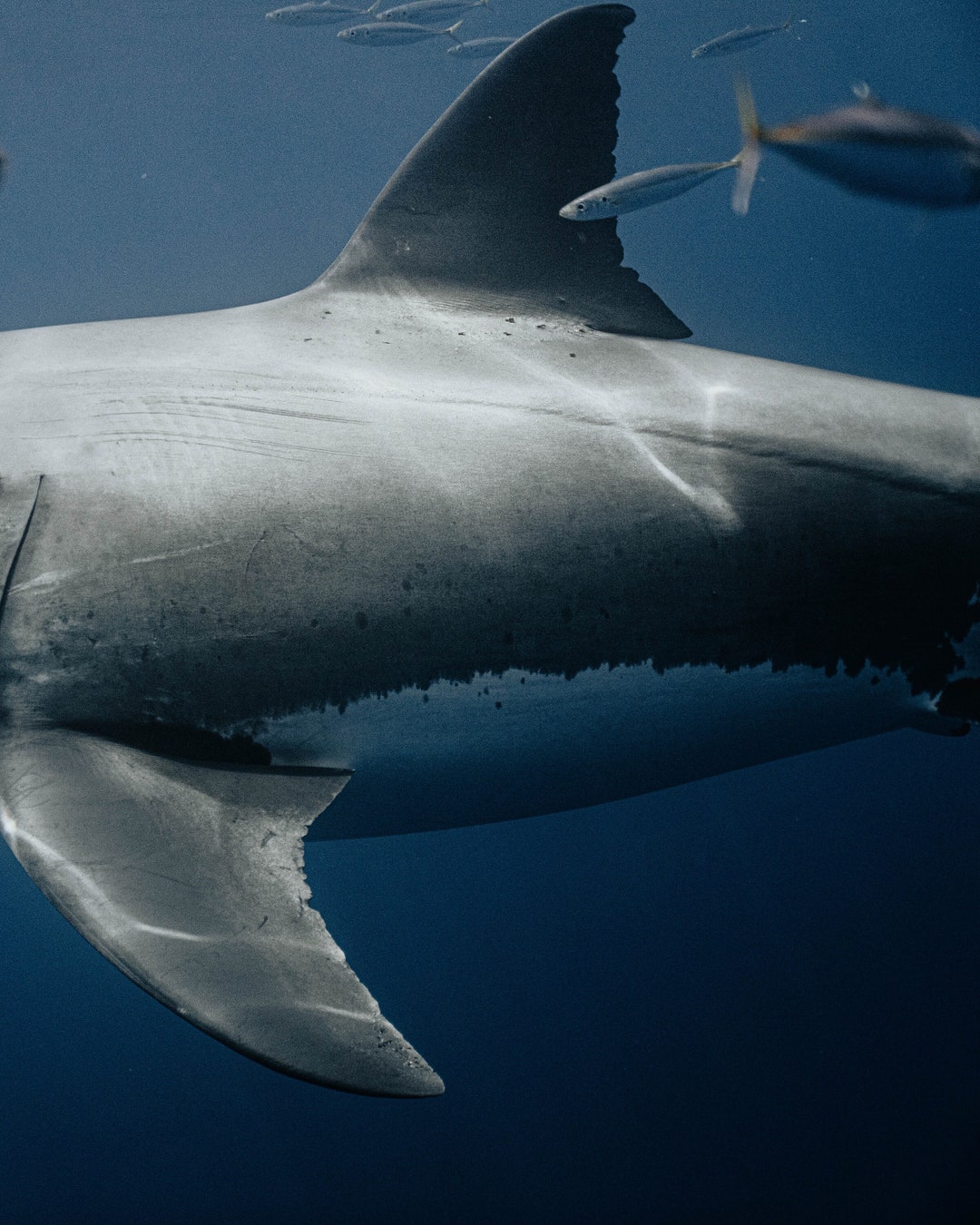 Great White Shark Fin Fine Art Print, Wall Decor Etsy