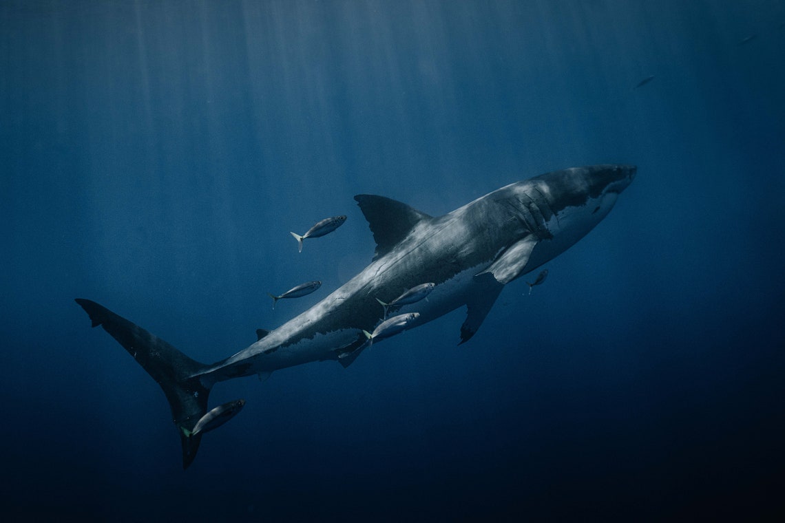 Great White Shark Print - Etsy
