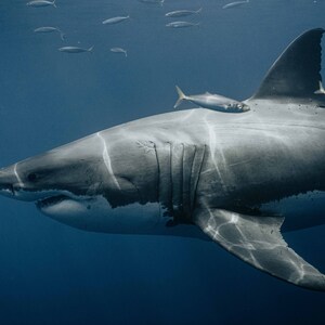 Great White Shark Print, Fine Art Wall Decor
