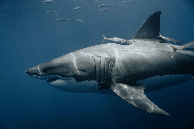 Great White Shark Print, Fine Art Wall Decor - Etsy