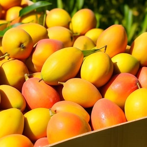 Fresh Indian Alphonso Box