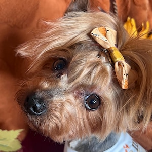 May include: A Yorkshire Terrier dog with light brown fur, wearing a white bandana with orange text and a bow with an orange and white pattern. The dog is looking up, with a soft orange background.