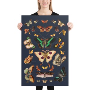 Maximalist Butterfly Illustration Specimen Poster, Eclectic Insect Statement Wall Art, Gift for Nature Enthusiasts and Entomologists 24x36 inches