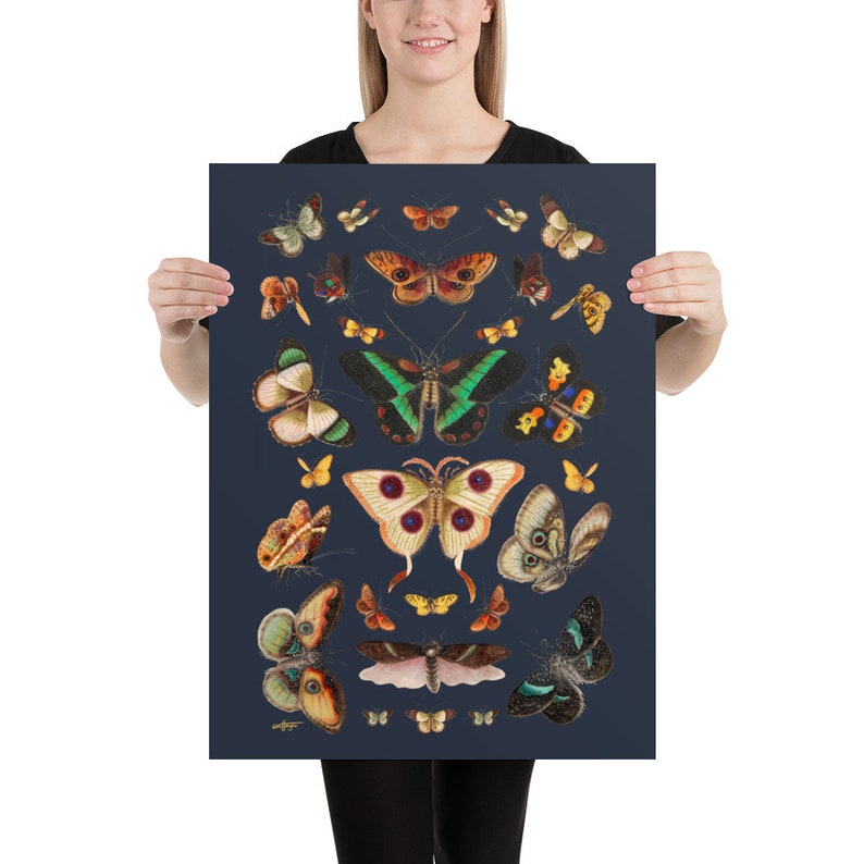 Maximalist Butterfly Illustration Specimen Poster, Eclectic Insect Statement Wall Art, Gift for Nature Enthusiasts and Entomologists 18x24 inches