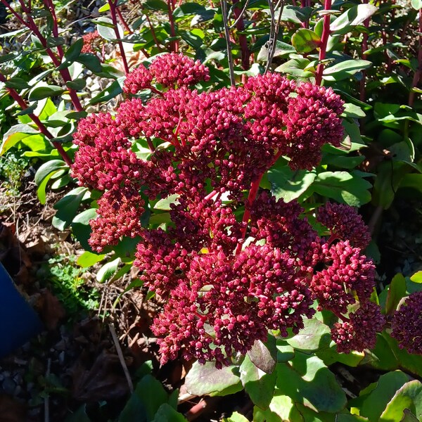 Seeds from Autumn Fire Sedum