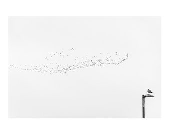 Fine art photograph of a bird migration and a seagull, unframed print