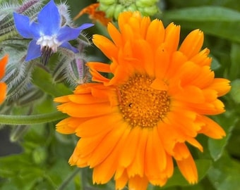 Calendula Seeds