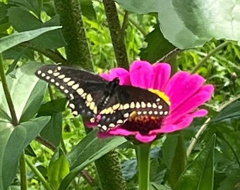 Zinnia Seeds