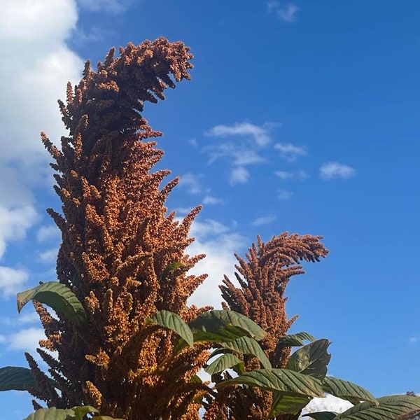 Golden Amaranth Grain Seeds