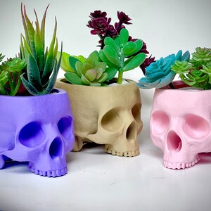 May include: Four skull-shaped planters in purple, beige, pink, and white, each filled with a different type of succulent plant.