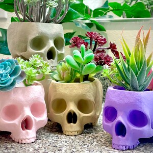 May include: Four skull-shaped planters in different colors, each holding a different type of succulent plant. The planters are made of a smooth, matte material and have a realistic skull design.