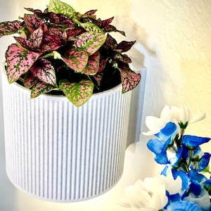 Puede incluir: Un macetero cilíndrico blanco texturizado con una planta moteada rosa y verde colgando de una pared blanca.