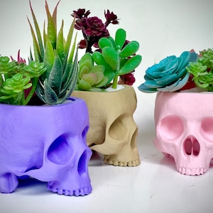 May include: Four skull-shaped planters in different colors, each filled with a different type of succulent plant. The planters are purple, beige, pink, and gray.