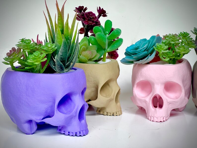 May include: Four skull-shaped planters in different colors, each filled with a different type of succulent plant. The planters are purple, beige, pink, and gray.