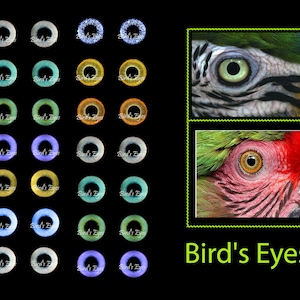 Eyes for Printing Realistic Irises Bird eyes Bird Irises Realistic Eyes Doll Eyes Teddy Bear Bottle Caps Pendants Paper Crafts Digital file