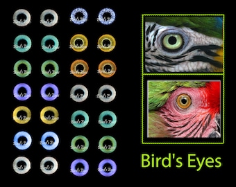 Eyes for Printing Realistic Irises Bird eyes Bird Irises Realistic Eyes Doll Eyes Teddy Bear Bottle Caps Pendants Paper Crafts Digital file