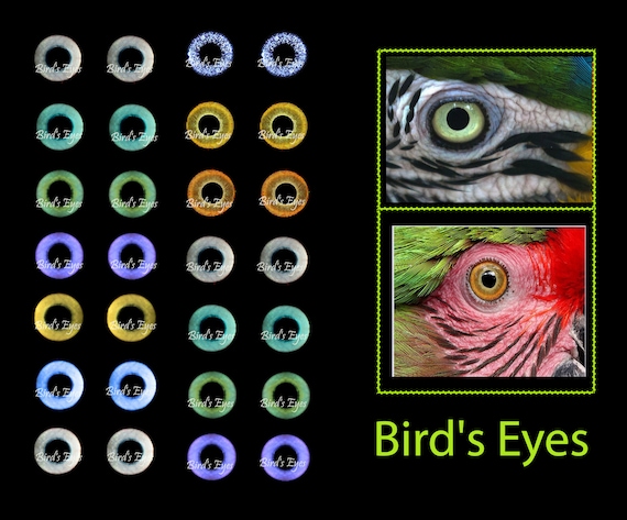 Preview of Eyes for Printing Realistic Irises Bird eyes Bird Irises Realistic Eyes Doll Eyes Teddy Bear Bottle Caps Pendants Paper Crafts Digital file by VariousPatterns