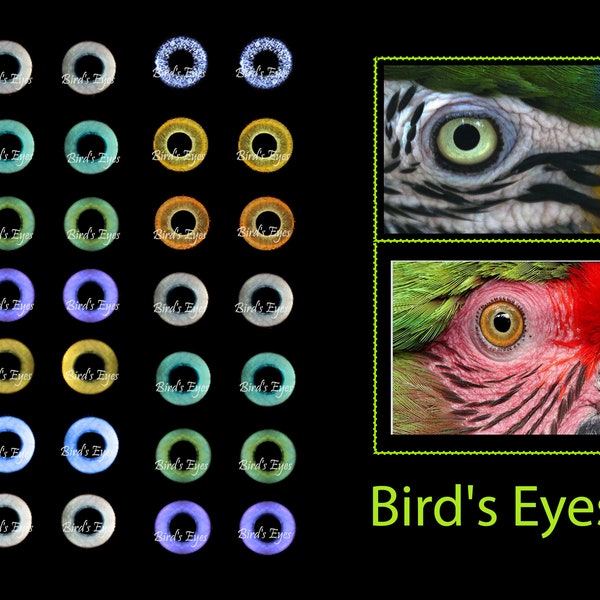 Eyes for Printing Realistic Irises Bird eyes Bird Irises Realistic Eyes Doll Eyes Teddy Bear Bottle Caps Pendants Paper Crafts Digital file