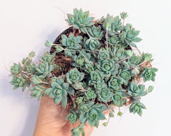 2-6" Graptopetalum macdougallii, Rare succulent, Trailling plant