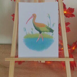 Ibis Falcinelle Vert - Impression Carte A5