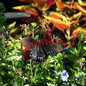 Eastern Tiger Swallowtail Butterfly on lantana and gentian flower blossoms 20x16