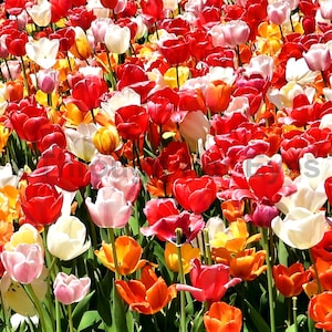 Spring Tulips! 14x11