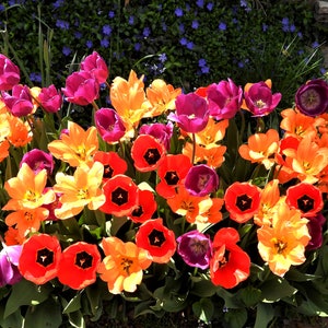 Tulips fill the street in Fredericksburg Virgignia