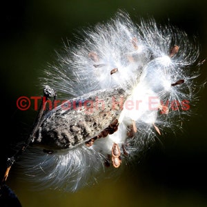 The only food of Monarch Butterfly caterpillars-Milkweed 20x16