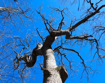 Reach @ Shenandoah National Park 20X16