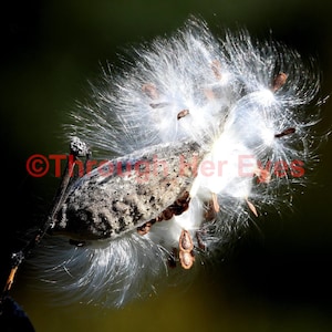 The only food of Monarch Butterfly caterpillars-Milkweed 14x11