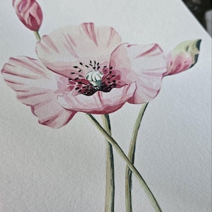 Original watercolor, hand-painted mural, no print, no AI, flowers, poppy