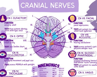 Cranial Nerves & Functions Worksheet Template-Student Nurse Review Sheet-Digital Download