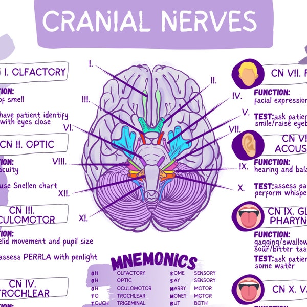 Cranial Nerves & Functions Worksheet Template-Student Nurse Review Sheet-Digital Download