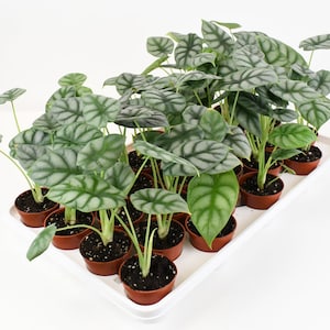 Alocasia Silver Dragon - Babystartplant | BOGO: koop er 1 en krijg er 1 gratis! | Zeldzame juweelalocasia, glanzende bladeren, verzamelplant voor binnen