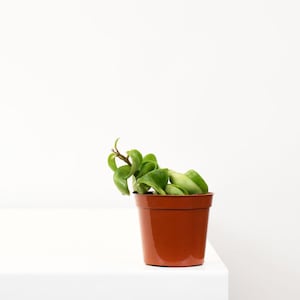 Hoya Compacta - Hindu Rope Plant | BOGO - Buy 1 Get 1 Free! | Rare Trailing Plant, Low Maintenance, Wax Leaves, Indoor Hanging Plant
