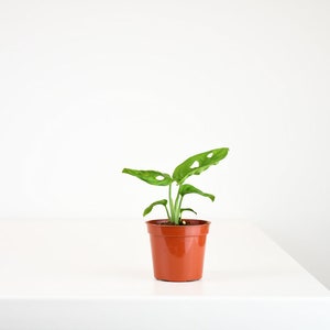 SWISS CHEESE MONSTERA Adansonii, a Beautiful and Exotic Live Houseplant for Your Home Garden or Greenhouse