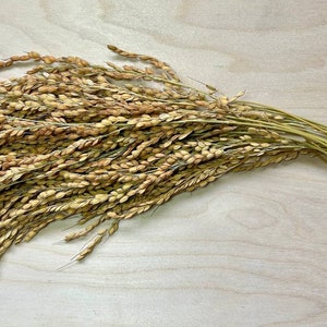 Paddy Rice spray for hamsters gerbil birds treat foraging snack