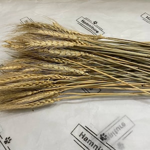 Wheat spray for hamsters gerbil birds treat foraging snack