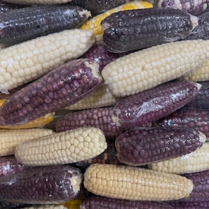 Mouse on Corn Cob - Etsy