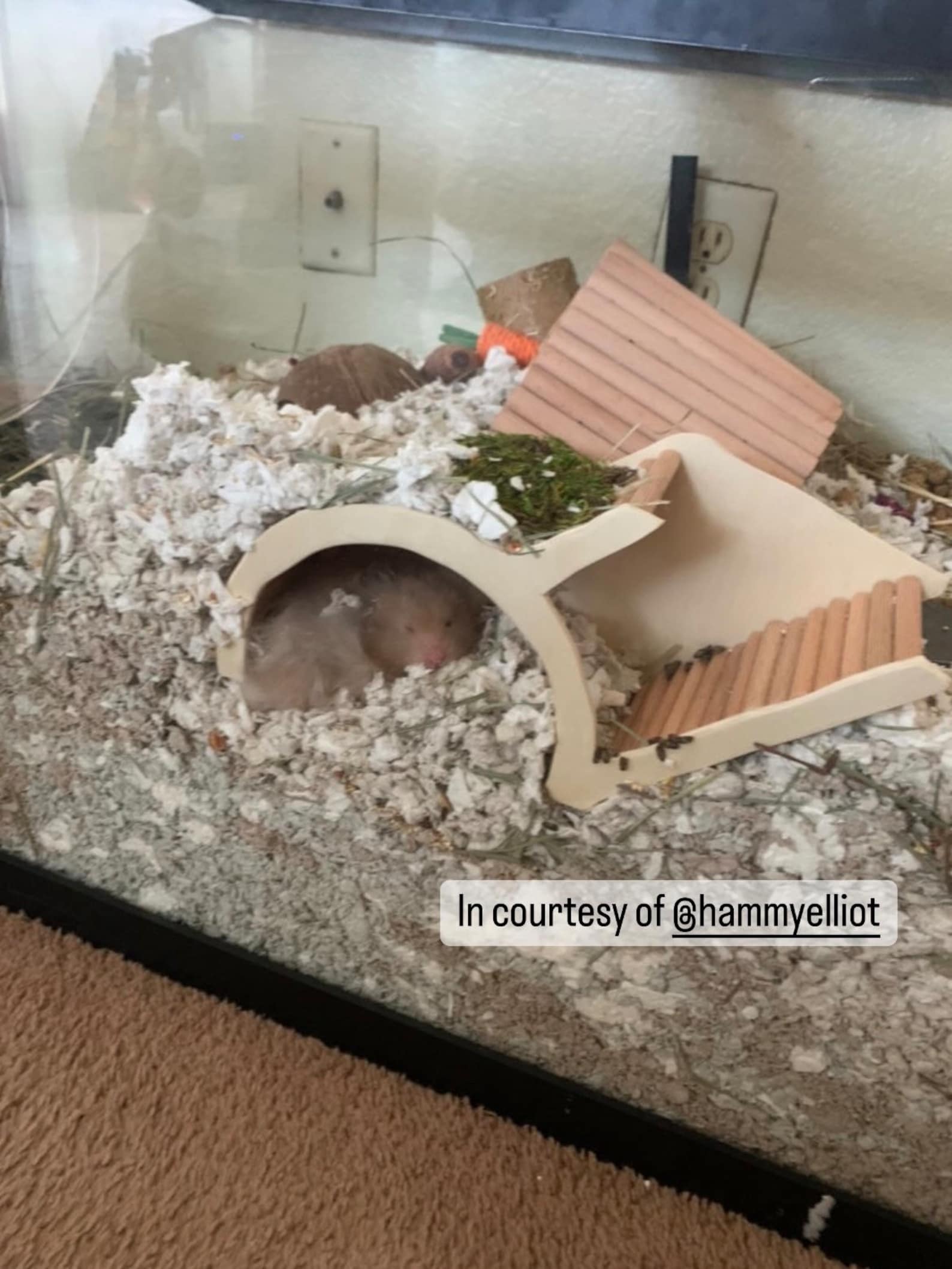 Hamster Watchbox Underground Tunnel Hideout House Home for Etsy UK