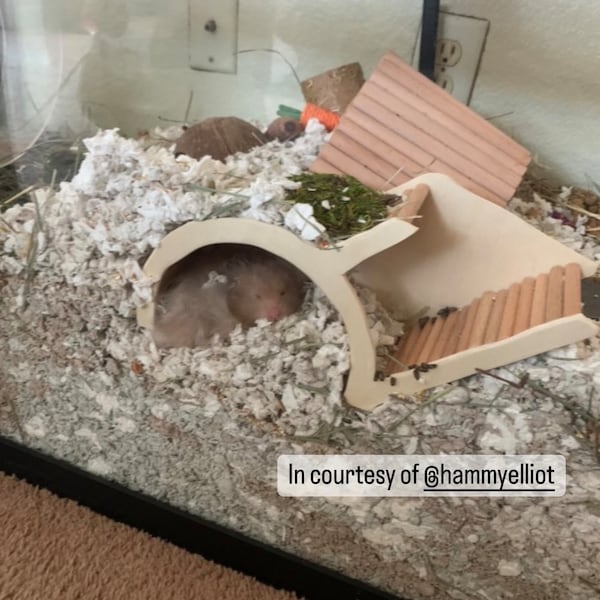 Hamster horlogedoos ondergrondse tunnel schuilplaats huis voor gerbil klein dier knaagdier reptiel spin berk lindehout beuken plug hout hol