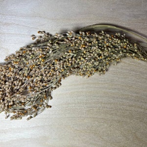 Red proso millet seed spray for hamster gerbil mice rat rodent small pets bird foraging treat enrichment spray