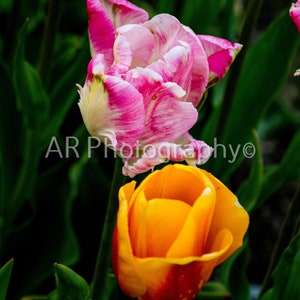 Tulips